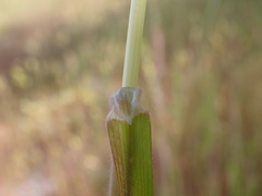 Bromus secalinus