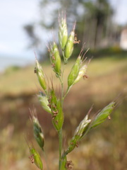 Bromus secalinus