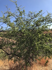 Forestiera phillyreoides