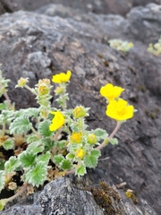 Potentilla × villosula