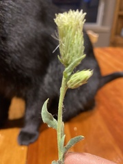 Brickellia oblongifolia