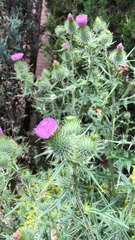 Cirsium vulgare