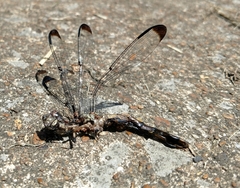 Libellula vibrans