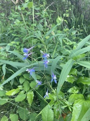 Delphinium lineapetalum