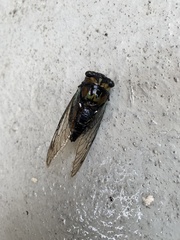 Neotibicen lyricen virescens