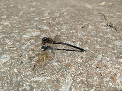 Somatochlora linearis