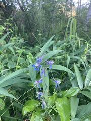 Delphinium lineapetalum