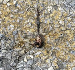 Somatochlora linearis