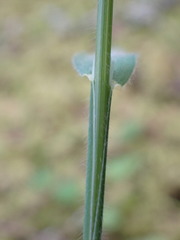 Trisetum canescens
