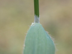 Trisetum canescens