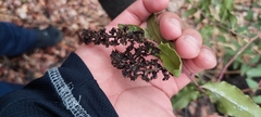 Ercilla spicata