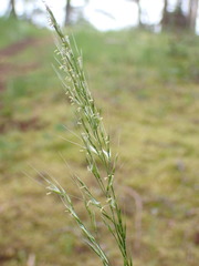 Trisetum canescens