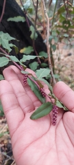Ercilla spicata