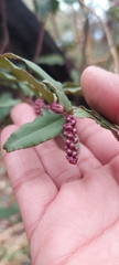 Ercilla spicata