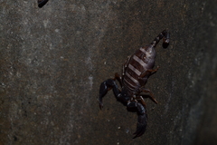 Euscorpius italicus