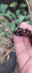 Ercilla spicata