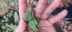 Ercilla spicata
