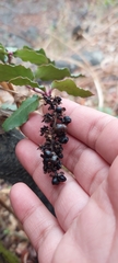 Ercilla spicata