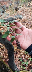Ercilla spicata