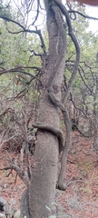 Ercilla spicata