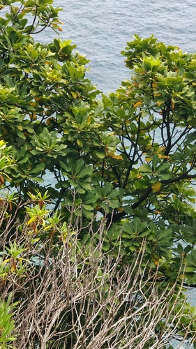 Sideroxylon mirmulano (Sideroxylon mirmulano)