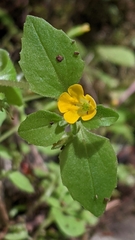 Erythranthe alsinoides
