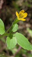 Erythranthe alsinoides