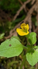 Erythranthe alsinoides