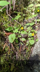 Erythranthe alsinoides