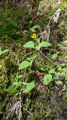 Erythranthe alsinoides