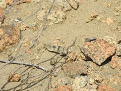 Trimerotropis andeana