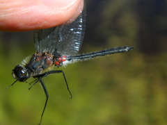 Leucorrhinia glacialis