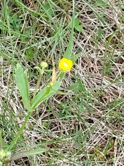 Ranunculus monophyllus