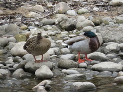 Anas platyrhynchos