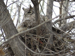 Bubo virginianus