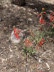 Penstemon eatonii