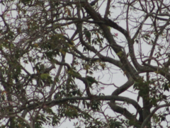Amazona amazonica tobagensis