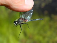 Leucorrhinia glacialis