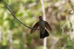 Lampornis amethystinus