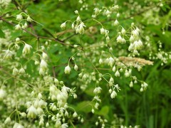Thalictrum revolutum