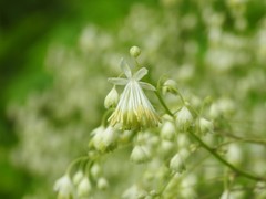 Thalictrum revolutum