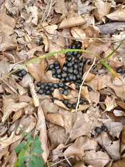 Odocoileus virginianus
