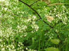 Thalictrum revolutum