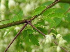 Thalictrum revolutum