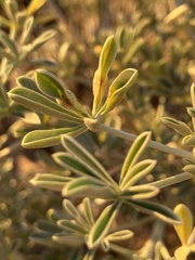 Dasineura lupinorum