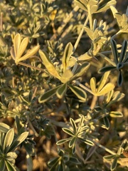 Dasineura lupinorum