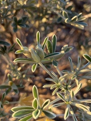 Dasineura lupinorum