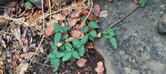 Ercilla spicata