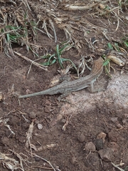 Anolis quercorum