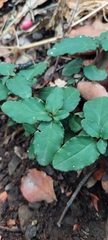 Ercilla spicata
